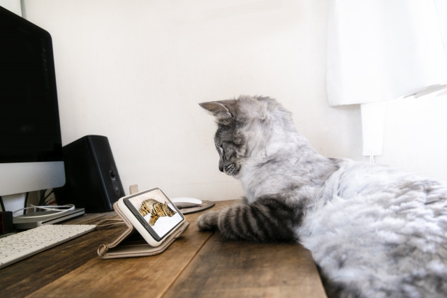 スマホでネット検索する猫